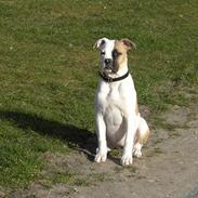 Amerikansk bulldog liva