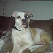 Amerikansk bulldog liva