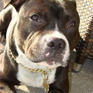 Staffordshire bull terrier Andy