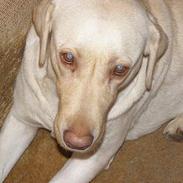 Labrador retriever Ronda