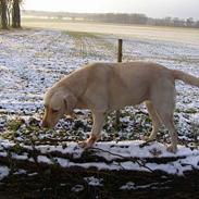 Labrador retriever Ronda