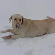 Labrador retriever Ronda
