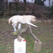 Labrador retriever Ronda