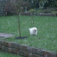 Coton de tulear Oskar