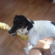 Dansk svensk gaardhund Mille