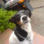 Dansk svensk gaardhund Mille