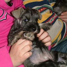 Dvaergschnauzer Solimans A Taste Of Honey