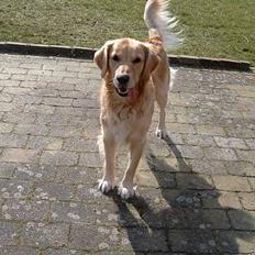 Golden retriever Charlie