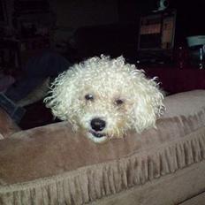 Bichon à poil frisé BOBO