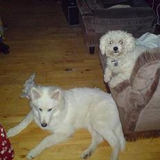 Bichon à poil frisé BOBO