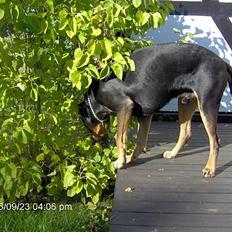 Blanding af racer Malthe