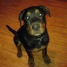 Rottweiler Bosley (Boss)