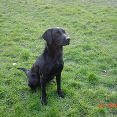 Labrador retriever Kala