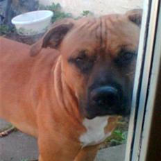 Amerikansk staffordshire terrier Coco