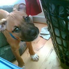 Amerikansk staffordshire terrier Coco