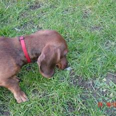 Dværggravhund Trille