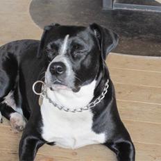 Amerikansk staffordshire terrier Znif