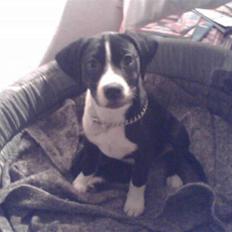 Amerikansk staffordshire terrier Znif