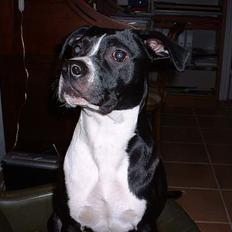 Amerikansk staffordshire terrier Znif