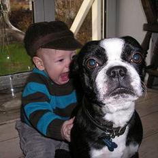 Boston terrier Lance