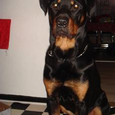 Rottweiler samson
