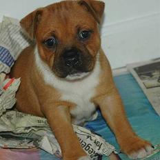 Staffordshire bull terrier ENVY