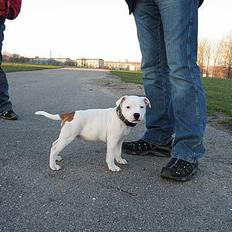 Staffordshire bull terrier Günter