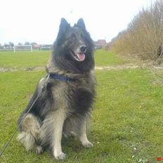 Tervueren Marco's Falco