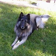 Tervueren Marco's Falco