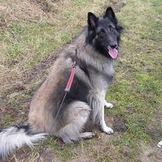 Tervueren Marco's Falco