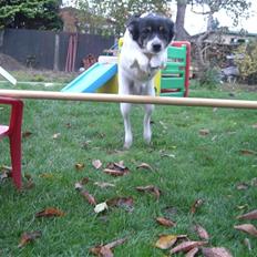 Dansk svensk gaardhund Molly