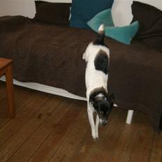 Dansk svensk gaardhund Molly