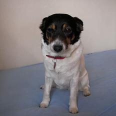 Dansk svensk gaardhund Molly