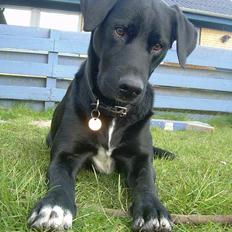 Labrador retriever Lucas