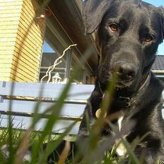 Labrador retriever Lucas