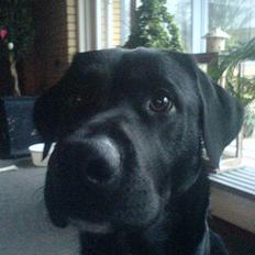 Labrador retriever Lucas