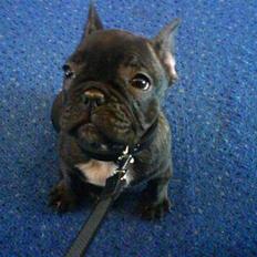 Fransk bulldog Gustav