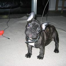Fransk bulldog Gustav