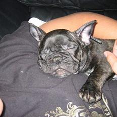 Fransk bulldog Gustav