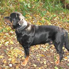 Rottweiler Bonzo