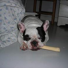 Fransk bulldog Prins Freddy R.I.P