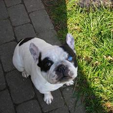 Fransk bulldog Prins Freddy R.I.P