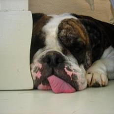 Engelsk bulldog Prinsesse Freja