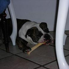 Engelsk bulldog Prinsesse Freja