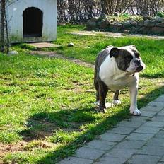 Engelsk bulldog Prinsesse Freja