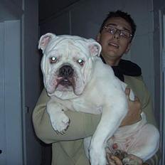 Engelsk bulldog anton sne