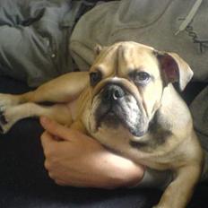 Engelsk bulldog olivia carina waldborg