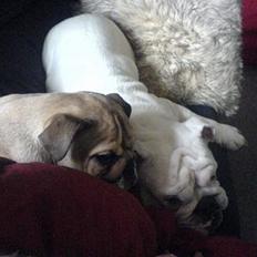 Engelsk bulldog olivia carina waldborg