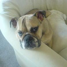 Engelsk bulldog olivia carina waldborg