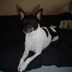 Dansk svensk gaardhund taqita